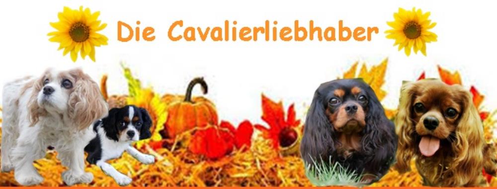 Analdrüse Hund Ausdrücken Wie Oft