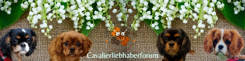 Cavalierliebhaber